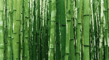 Maior produtor de bambu da Europa est&aacute; em S&atilde;o Teot&oacute;nio