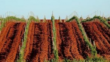 Beja: Vinhos da Herdade da Mingorra nos “tops” de Portugal e do Brasil
