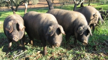 Concelho de Ourique em festa com a Feira do Porco Alentejano