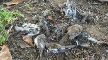 Morte misteriosa de pássaros intriga agricultores nas Neves