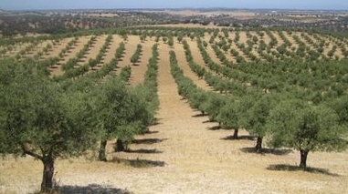 Casa Agr&iacute;cola Cortez de Lob&atilde;o investe sete milh&otilde;es de euros em olival e lagar em Serpa