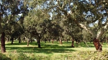 Castro Verde promove programa de voluntariado em defesa da floresta