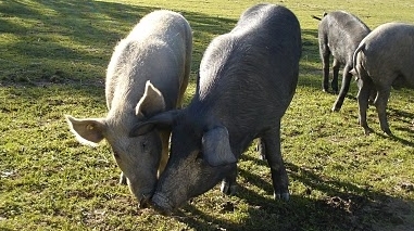 Investigação: Carne de porco de raça alentejana mais saudável que a dos outros animais
