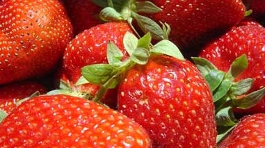 Empresa da Calif&oacute;rnia produz morangos e framboesas no Litoral Alentejano