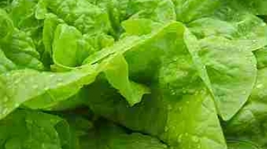 Vitacress produz seis mil toneladas de vegetais no concelho de Odemira