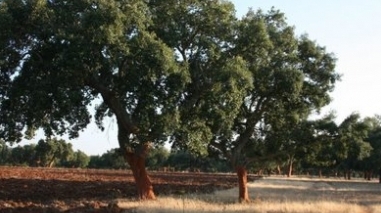 Turismo do Alentejo vai candidatar montado e cante a patrim&oacute;nio mundial em 2012