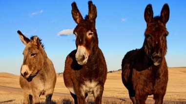 Ovibeja 2012 dá destaque aos burros na sua programação