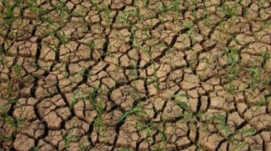 Ministra da Agricultura admite pedido de ajuda &agrave; Uni&atilde;o Europeia devido &agrave; seca