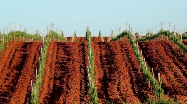 “M” Fortified Wine é terceiro produto da gama gourmet da Herdade da Mingorra