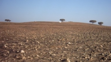 Minist&eacute;rio da Agricultura pede a Bruxelas ajuda contra os efeitos da seca