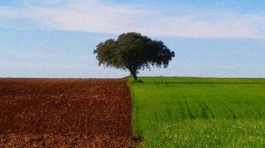 CCDR quer atrair mais investidores no sector produtivo para o Alentejo