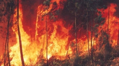Inc&ecirc;ndio devasta &aacute;rea de mato