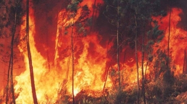 Vidigueira: Incêndio em fase de rescaldo poderá ser extinto na noite de terça-feira