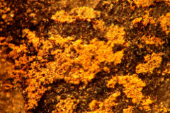 Colt Resources descobre