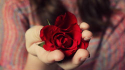 Flores e postais assinalam