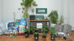 GNR deteve quatro pessoas