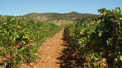 Herdade do Monte da Ribeira