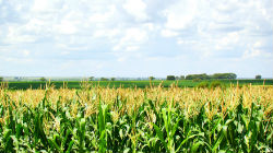 Área de milho aumenta no Alentejo