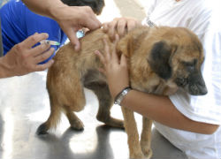 Vacinação de cães