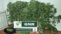 GNR detém suspeitos de
