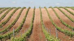 Alentejo faz aposta