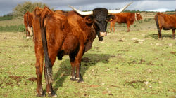 Vacas garvonesas já não