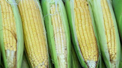 Área cultivada de milho