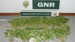GNR deteve traficante