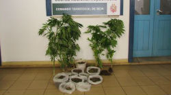 GNR de Odemira faz duas
