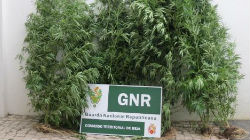 GNR descobre plantação