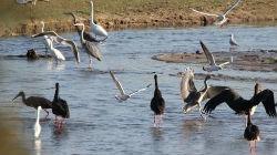 Avifauna do concelho de Mora