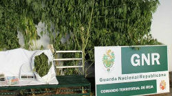 GNR detém traficante