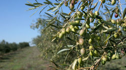 Produção de azeitona