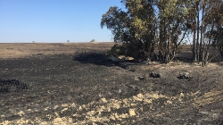 Castro Verde: Incêndio atingiu “coração” da Reserva da Biosfera