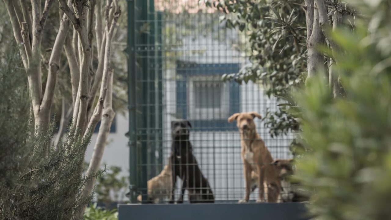 Animais errantes aumentam no Baixo Alentejo