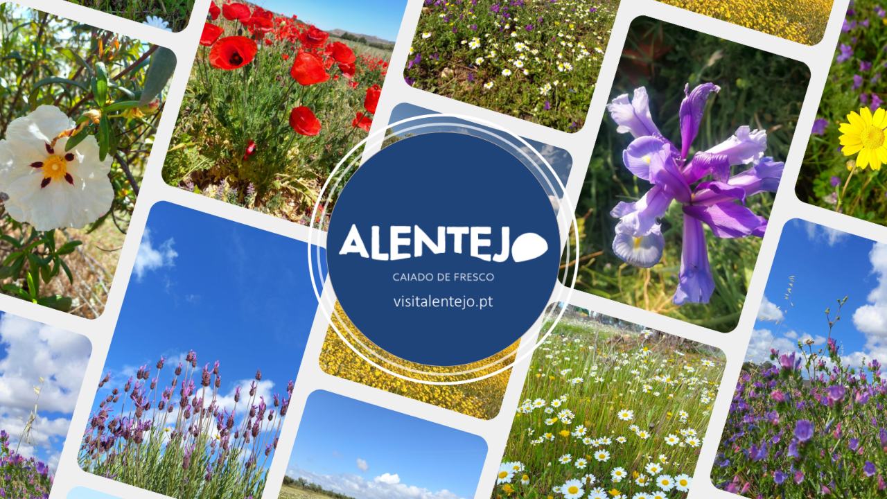 Alentejo eleito Melhor Destino Sustentável e de Enoturismo