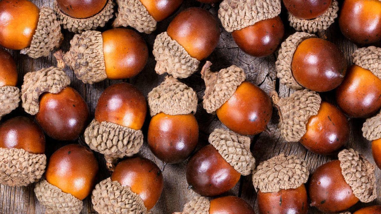 Semana Gastronómica da Bolota no concelho de Ourique