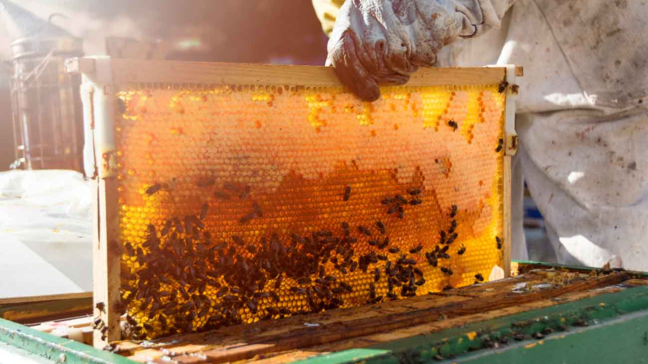 ASAE apreende cinco toneladas de mel em Aljustrel e Évora