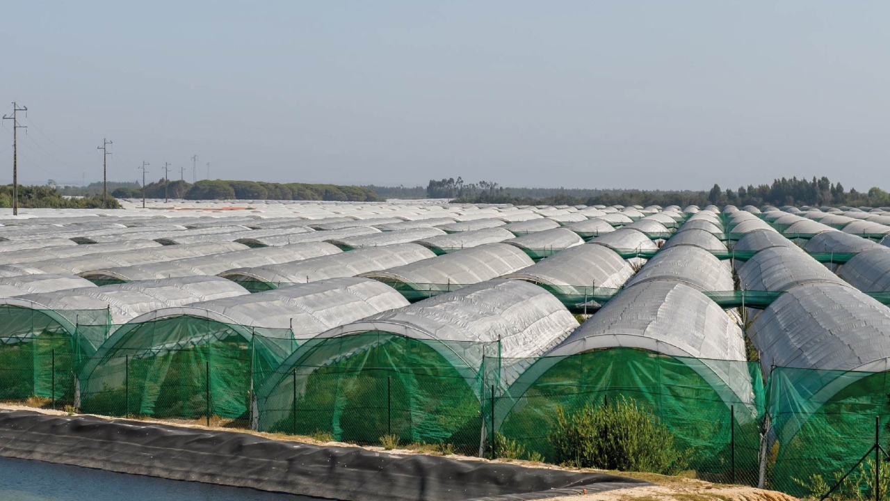 Mau tempo causa prejuízos de 10ME na agricultura de Odemira