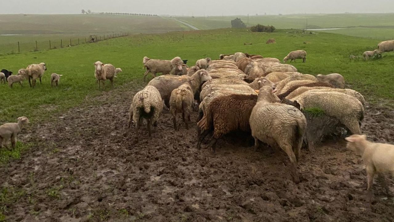 Excesso de chuva causa problemas na agricultura do Campo Branco