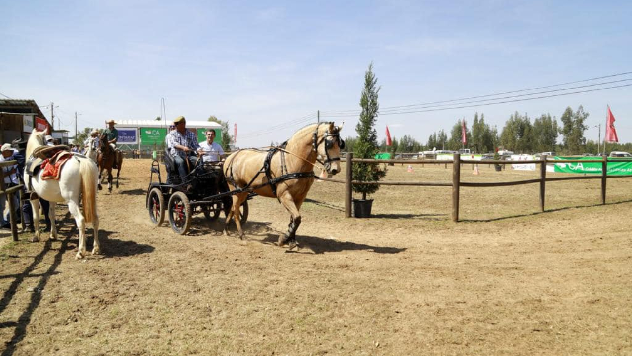 Mickael Carreira e Jorge Guerreiro são “cabeças de cartaz” na Feira de Garvão