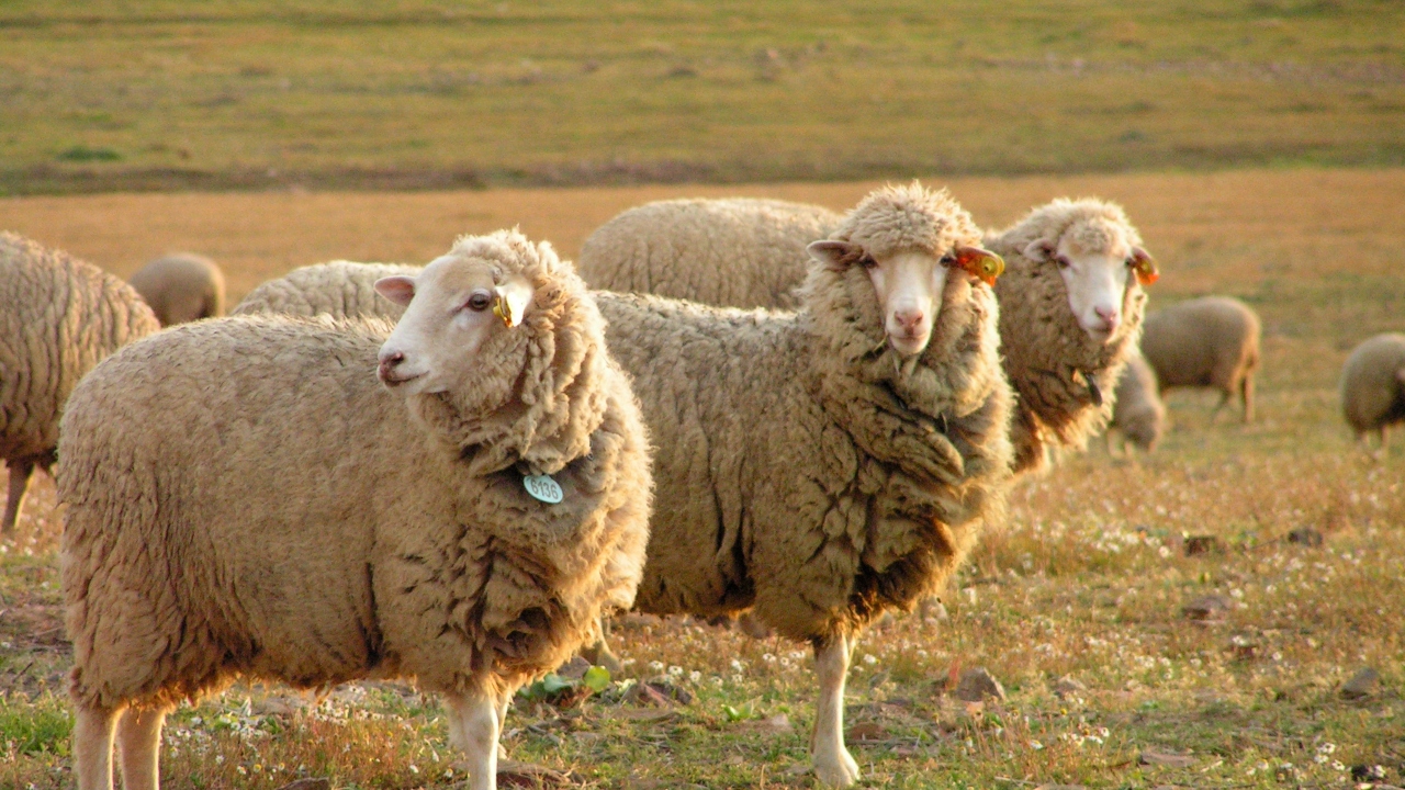 Preço dos borregos “em quebra” no Campo Branco