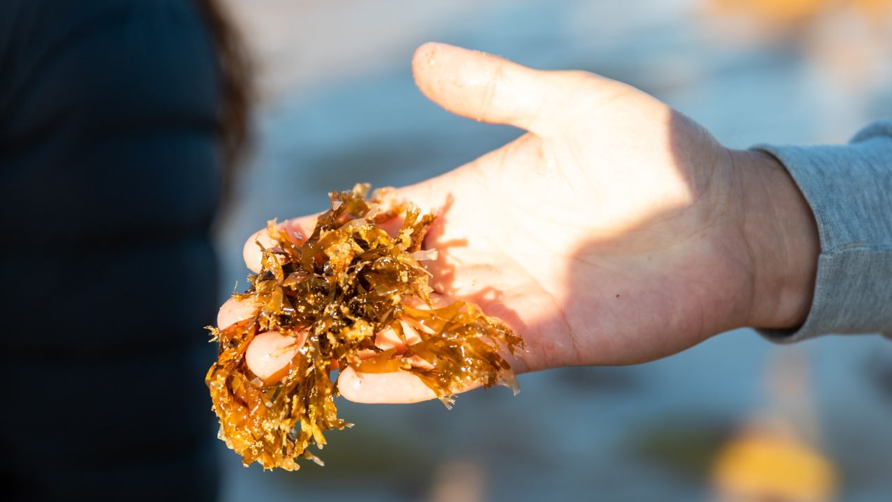 Manifesto em defesa da biodiversidade marinha aprovado em Milfontes