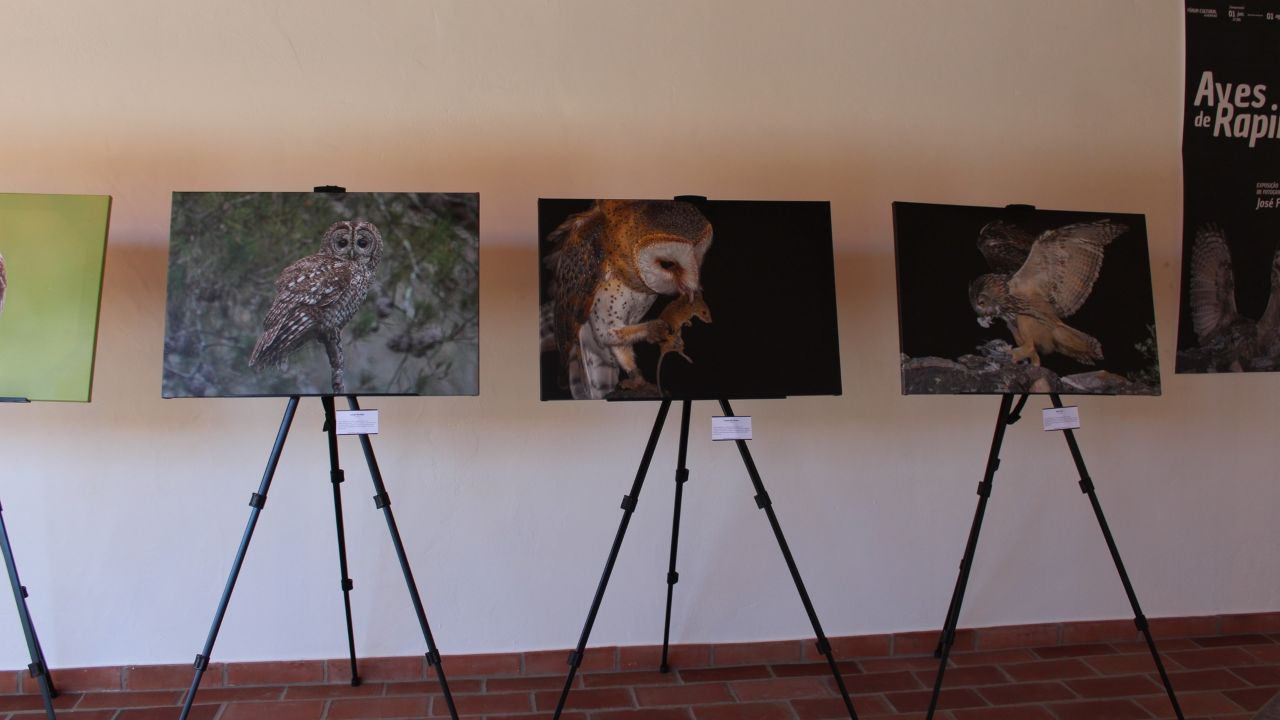 Exposição sobre aves de rapina para ver em Almodôvar