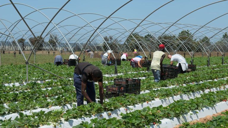 Trabalhadores no campo apanhar morangos
