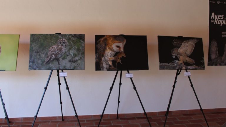 Almodôvar - Exposição de Aves de Rapina (jun 2026)