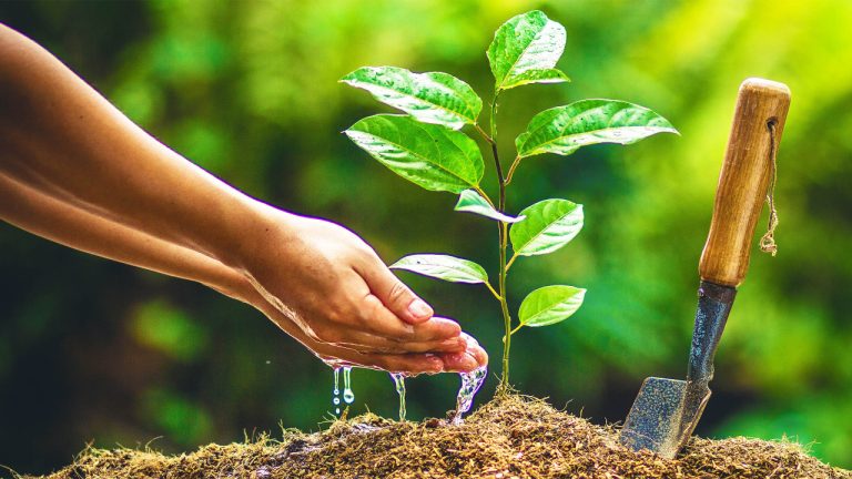 Ambiente - plantas e árvores
