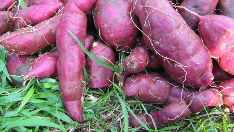 Batata doce
