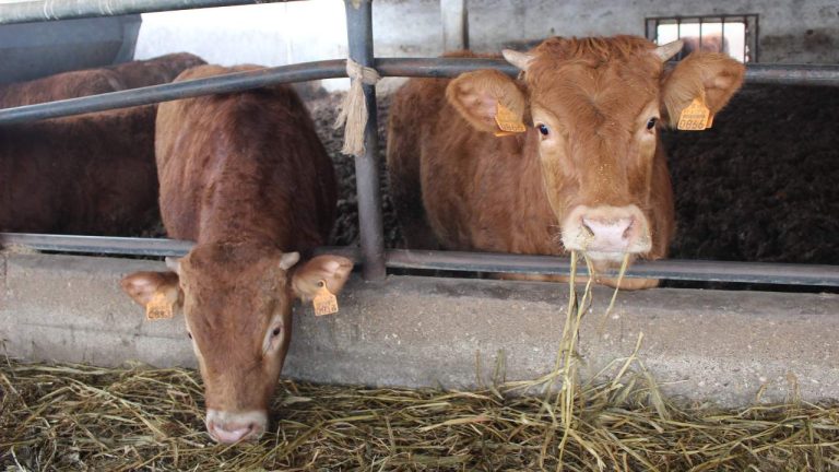 Vacas Alentejanas