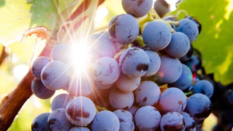 Vinha & uvas